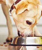 犬の食欲不振はトッピングで解消！食いつきを良くするトッピングアイデア