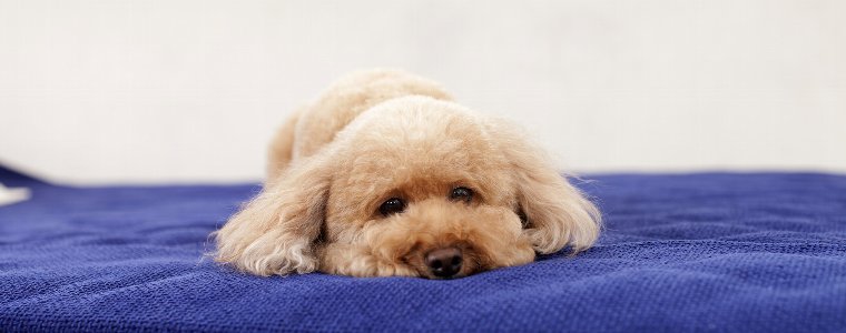 犬のストレスの原因は？症状別！犬のストレス解消法ついてご紹介しています。