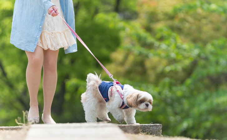 犬の散歩嫌いを克服させる方法