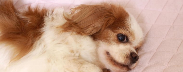 老化による犬の病気チェックリスト