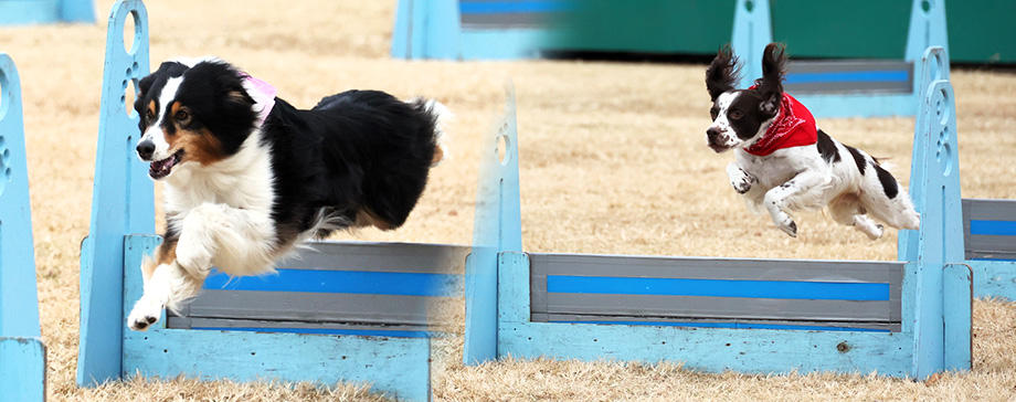 【＃大きな犬と】エクストリームの全国決勝を身近に見学！犬も満足そうな表情