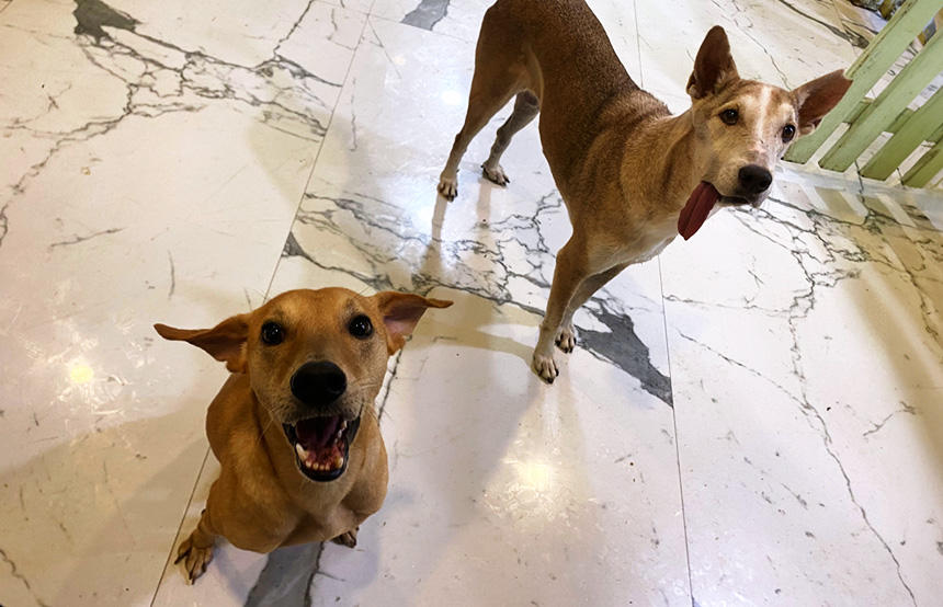 明るい笑顔で来客にあいさつをしてくれるロッキー（左）たち。土着の“インド犬”はみんな、柔和な雰囲気が印象的
