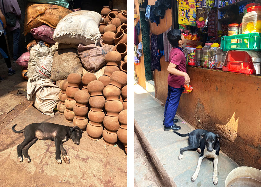 人々の生活に寄り添いながら暮らす、インドの犬たち