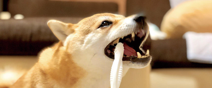 犬の口内トラブルが気になる前にチャレンジ。犬の歯磨きにプラスしたい乳酸菌
