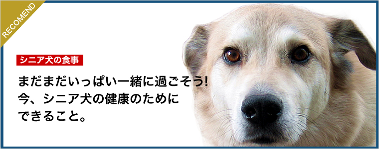 9月15日は敬老の日。今月は「シニア応援月間」としてシニア犬の健康を応援する特別セットやシニア犬のための隠れた一品をご用意しています。