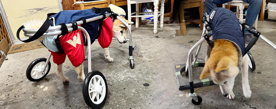 犬用車椅子での