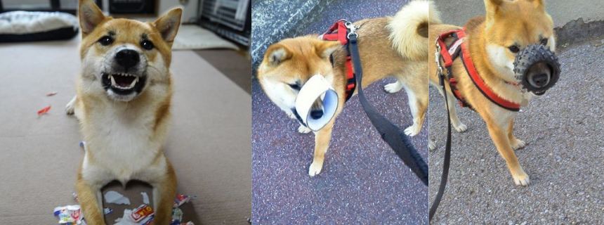 芸術は爆発だ！柴犬アートは止まらない～柴犬あるある・子犬時代の創作