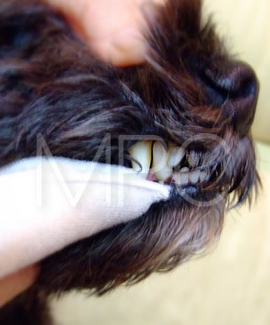 アースリーフ オーガニックコットン歯磨きタオル1枚入