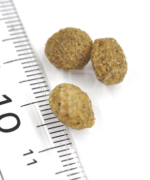 アーガイルディッシュ エバーラスティングシニア