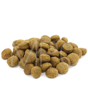 アーガイルディッシュ グレヴィレアアダルト