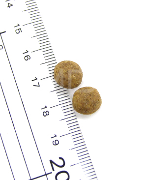 アーガイルディッシュ グレヴィレアアダルト