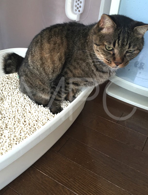 tama Natural Catlet Okara（ナチュラルキャトレットおから）