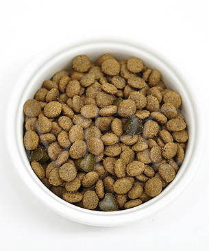 フォルツァ10 CAT インテスティナルアクティブ(胃腸ケア療法食)