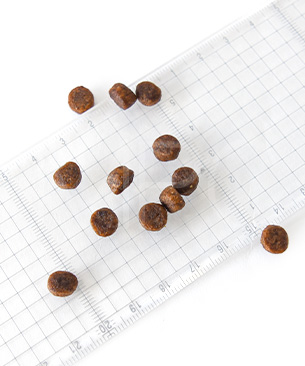 アニモンダ CAT カーニー ドライ 子猫用 鶏