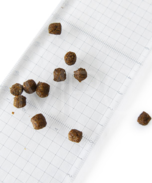 アンブロシア DOG HMN ラム