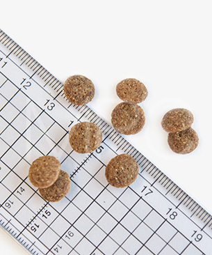 バックトゥベーシックス キア オラ ドッグフード カンガルー