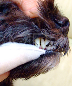 アースリーフ デンタルジェル 45g