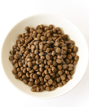 ゴー　CAT　消化＋腸の健康ケア　サーモン　お試しミニサイズ 30g