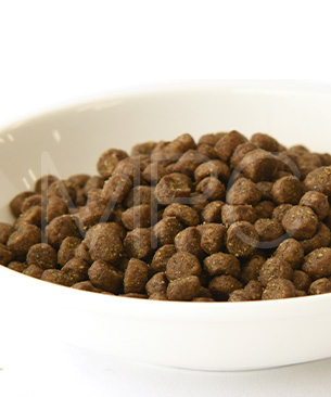 ゴー　CAT　消化＋腸の健康ケア　サーモン　お試しミニサイズ 30g