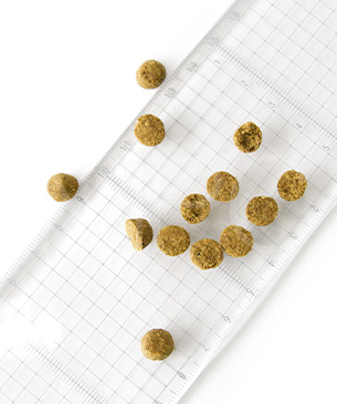 オーブンベークドトラディション DOG アダルトフィッシュ