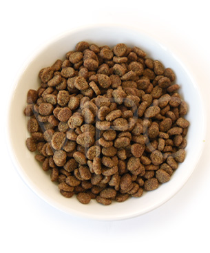 オリジン CAT キトゥン