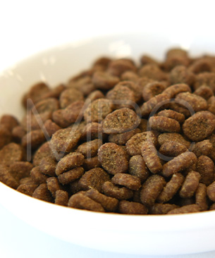 オリジン CAT キトゥン