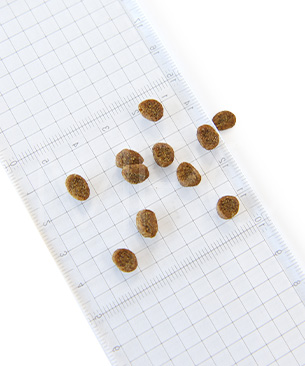 オリジン CAT キトゥン