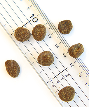 オリジン　レジオナルレッド　ドッグ