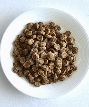 ウェルネス コア 穀物不使用 室内猫用 サーモン