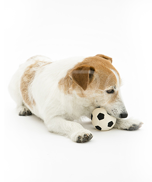 ランコ【数量限定品】サッカーボール Ｓ