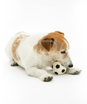 ランコ【数量限定品】サッカーボール Ｍ