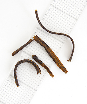 J&C プレミアムトリーツ 長野県産 うなぎ 骨せんべい 20g