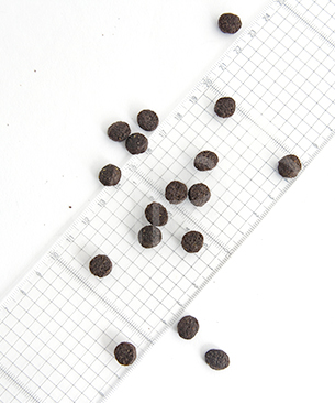 オーナット DOG グレインフリー プライム 小粒 ラム お試しミニサイズ 30g