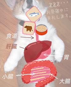 消化の面から見直す犬の肝臓の健康