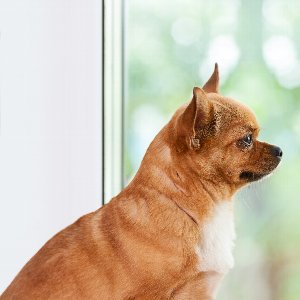 犬の留守番は長時間でも大丈夫 留守番のストレスを減らすためのトレーニング
