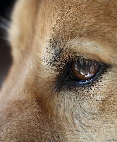 犬の 目やに は病気のサイン 肝臓の調子は 老化による犬の病気チェックリスト