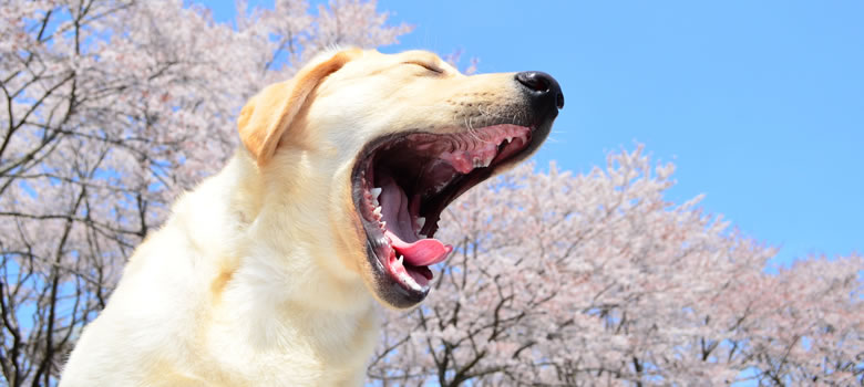 犬のあくびに要注意 病気やストレスが潜んでいることも 犬のあくびに隠された意味