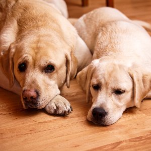 不足しがちな消化酵素の効果とは サプリメントで犬の消化酵素を補おう
