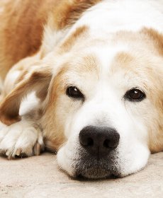 老犬がドッグフードを食べない時は シニア犬の食事に関する基礎知識