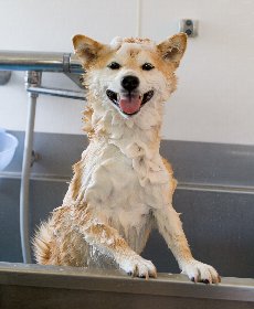 犬の匂いの原因は 消臭する前に知っておきたい犬の臭いの原因と対策