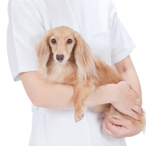 犬に嘔吐や下痢など消化不良の症状が 消化の良い食べ物へフード切り替えのススメ