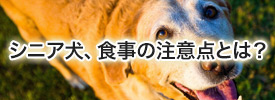 シニア犬、食事の注意点とは?