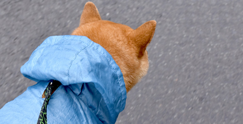 獣医師さんに聞きました