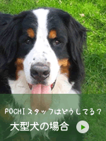 大型犬