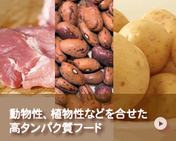 高動物性タンパク質