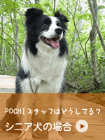 シニア犬