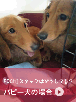 パピー