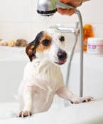 犬のシャンプー・お風呂の正しい方法