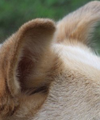 犬の耳掃除・耳洗浄をしよう