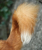 犬がしっぽを振る時の感情・気持ち